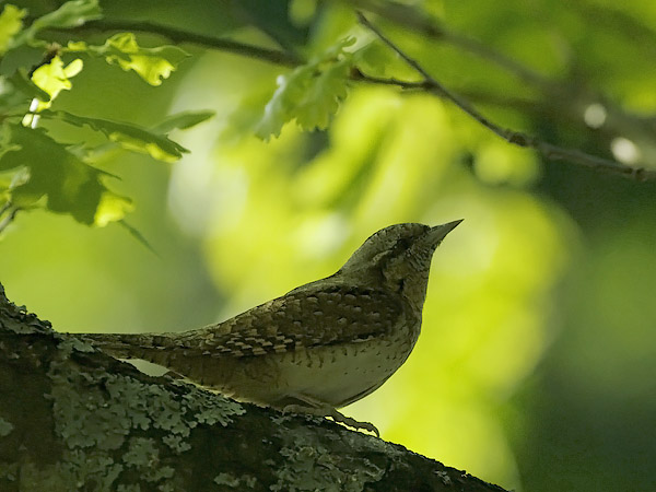 Käenpiika, Eurasian Wryneck, Jynx torquilla